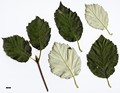 SpeciesSub: var. calocarpa